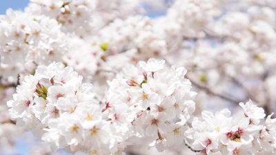樱花季手机壁纸专辑封面——粉白樱花烂漫盛开，日式庭院石灯笼若隐若现，春日梦幻气息满溢，共收录52张精选樱花主题壁纸
